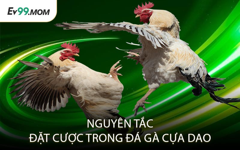 Nguyên tắc đặt cược trong đá gà cựa dao