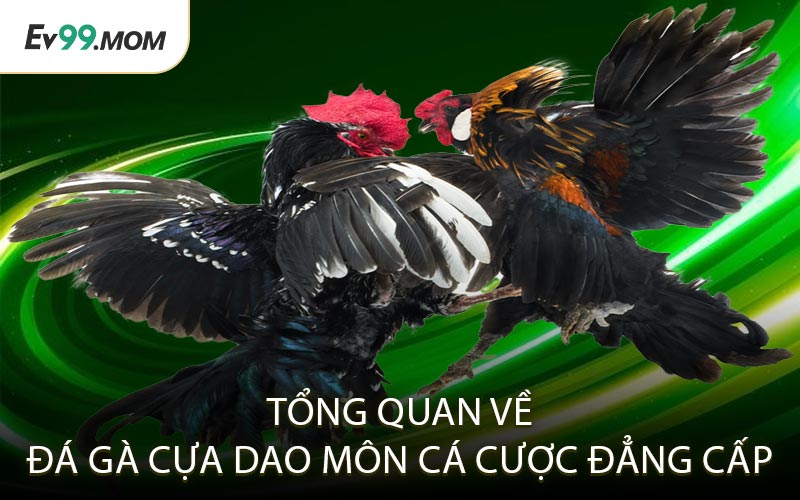 Tổng Quan Về Đá Gà Cựa Dao Môn Cá Cược Đẳng Cấp